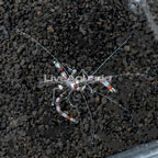 Coral Banded Shrimp (click for more detail)