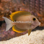 Tomini Bristletooth Tang [Blemish] (click for more detail)