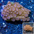 Zoanthus Coral Vietnam (click for more detail)