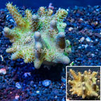 Devil's Hand Leather Coral Indonesia (click for more detail)
