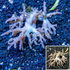 Sinularia Leather Coral Vietnam (click for more detail)