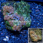 Zoanthus Coral Vietnam (click for more detail)