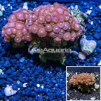 Zoanthus Coral Vietnam (click for more detail)