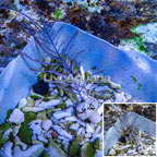 Purple Sea Whip (click for more detail)