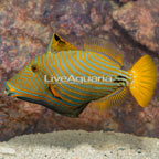 Undulated Triggerfish (click for more detail)