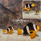  Clarkii Clownfish, Pair (click for more detail)