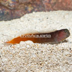 Bicolor Blenny (click for more detail)