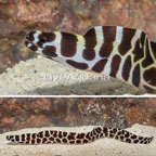 Tessalata Eel (click for more detail)