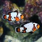 ORA® Captive-Bred Black Ice Snowflake Ocellaris Clownfish (Bonded Pair) (click for more detail)