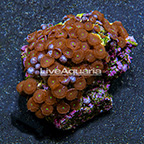 Red People Eater Colony Polyp Rock Zoanthus Indonesia IM (click for more detail)