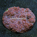 Aussie Chalice Coral (click for more detail)