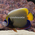 Emperor Angelfish, Adult [Blemish] (click for more detail)