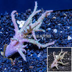 Sinularia Leather Coral Vietnam (click for more detail)