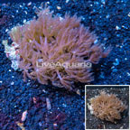 Waving Hand Coral Vietnam (click for more detail)