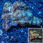 Zoanthus Coral Vietnam (click for more detail)