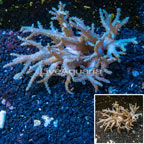 Sinularia Leather Coral Vietnam (click for more detail)