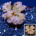 Cabbage Leather Coral Indonesia (click for more detail)