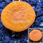 Scolymia Coral Australia (click for more detail)