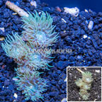 Ultra Duncan Coral Australia (click for more detail)