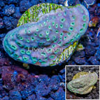 LiveAquaria® Cultured Pavona Coral (click for more detail)