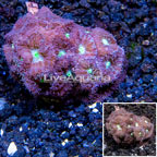 LiveAquaria® Cultured Blastomussa Coral (click for more detail)