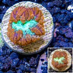 LiveAquaria® Cultured Blastomussa Coral (click for more detail)
