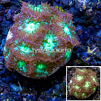 LiveAquaria® Cultured Blastomussa Coral (click for more detail)