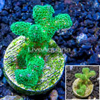 LiveAquaria® Cultured Pocillopora Coral (click for more detail)