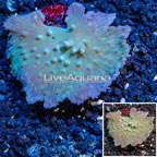 LiveAquaria® Cultured Cabbage Leather Coral (click for more detail)