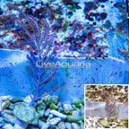 Purple Sea Whip  (click for more detail)
