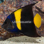 Asfur Angelfish (click for more detail)
