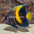 Maculosus Angelfish Sub Adult (click for more detail)