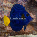 Purple Tang (click for more detail)