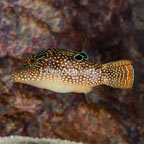Blue Spotted Toby Puffer (click for more detail)