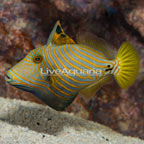Undulated Triggerfish (click for more detail)