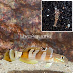 Tiger Goby With Tiger Snapping Shrimp (click for more detail)