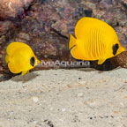 Golden Semilarvatus Butterflyfish, Pair (click for more detail)