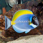 Powder Blue Tang (click for more detail)