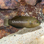 Dusky Wrasse (click for more detail)