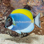 Powder Blue Tang (click for more detail)