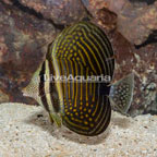 Desjardini Sailfin Tang (click for more detail)