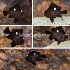 Domino Damselfish, 5 lot (click for more detail)