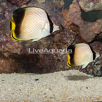 Vagabond Butterflyfish, Pair (click for more detail)