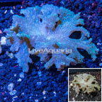 Sinularia Leather Coral Vietnam (click for more detail)