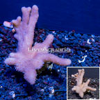Devil's Hand Leather Coral Vietnam (click for more detail)