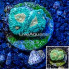 USA Cultured Favia Coral (click for more detail)