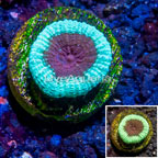 LiveAquaria® Cultured Goniastrea Brain Coral (click for more detail)