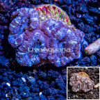 LiveAquaria® Cultured Acan Lord Coral (click for more detail)