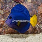Purple Tang (click for more detail)