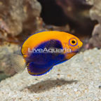 Flameback Angelfish (click for more detail)